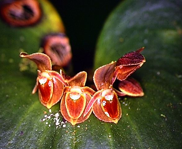 pleurothallis_sp._1.jpg