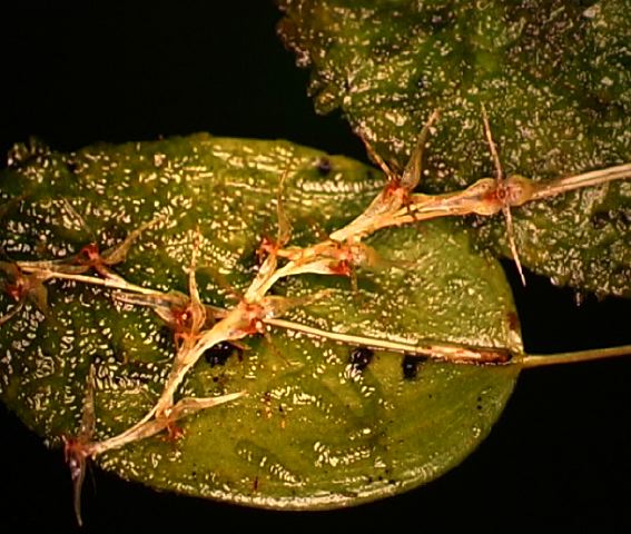 pleurothallis_sp.jpg
