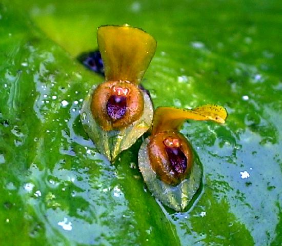 pleurothallis_yellow.jpg