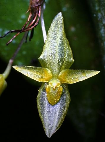 pleurothallis_yellow_mindo_.jpg