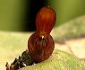 pleurothallis_2