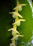 pleurothallis_2_panacocha