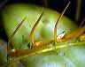 pleurothallis_3_panacocha