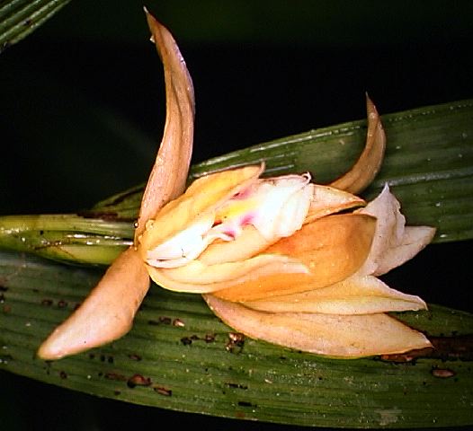 sobralia_lancea.jpg