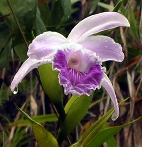 sobralia_sp..jpg