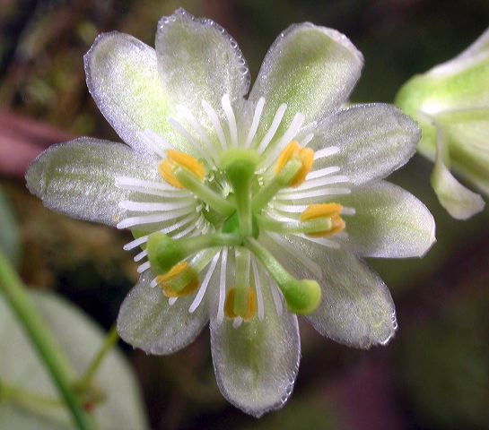 passiflora_1a.jpg