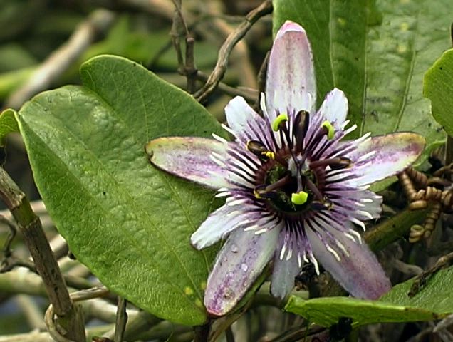passiflora_alnifolia.jpg