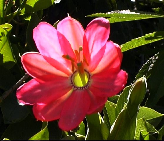 passiflora_mixta_paluguillo.jpg