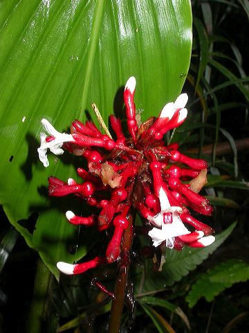 dscn0940.jpg