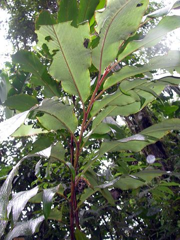 dscn1119.jpg
