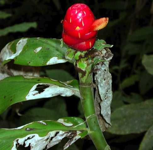 dscn6451.jpg