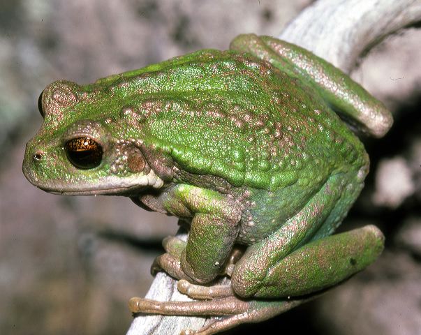g.pseustes5.jpg