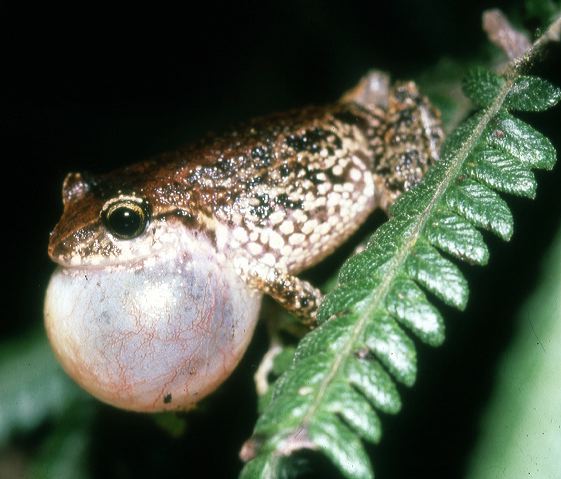 e._riveti2.jpg