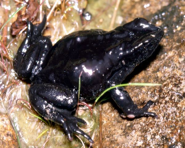 atelopus_black_miguir.jpg