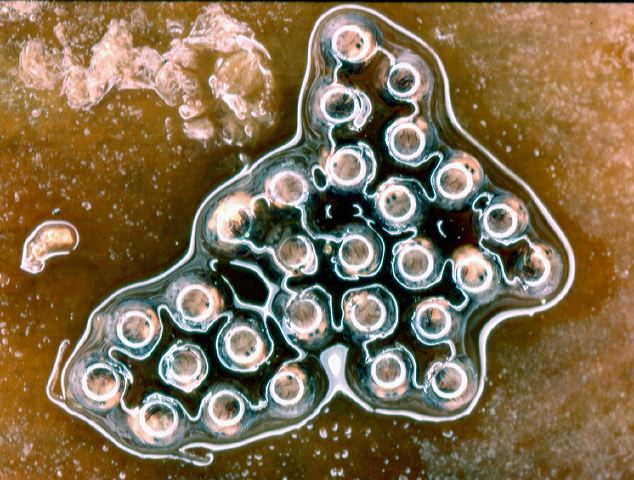 c._vertebralis_eggs.jpg