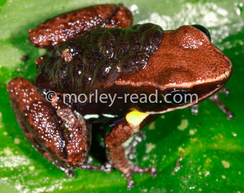 Allobates sp. 