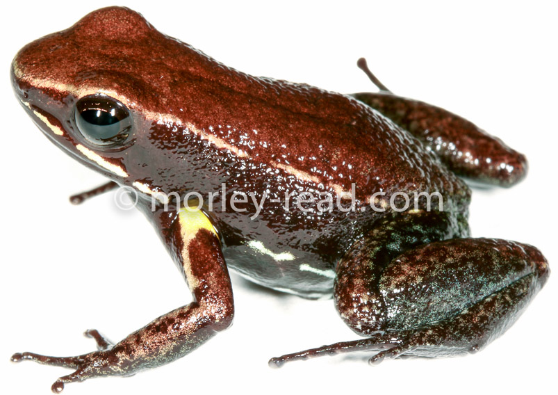 Allobates sp. 
