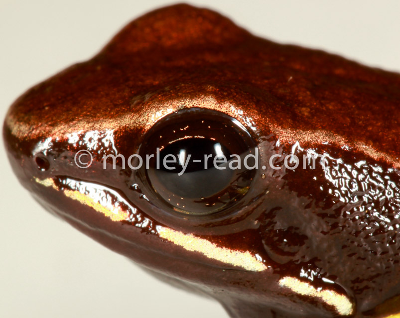 Allobates sp. 
