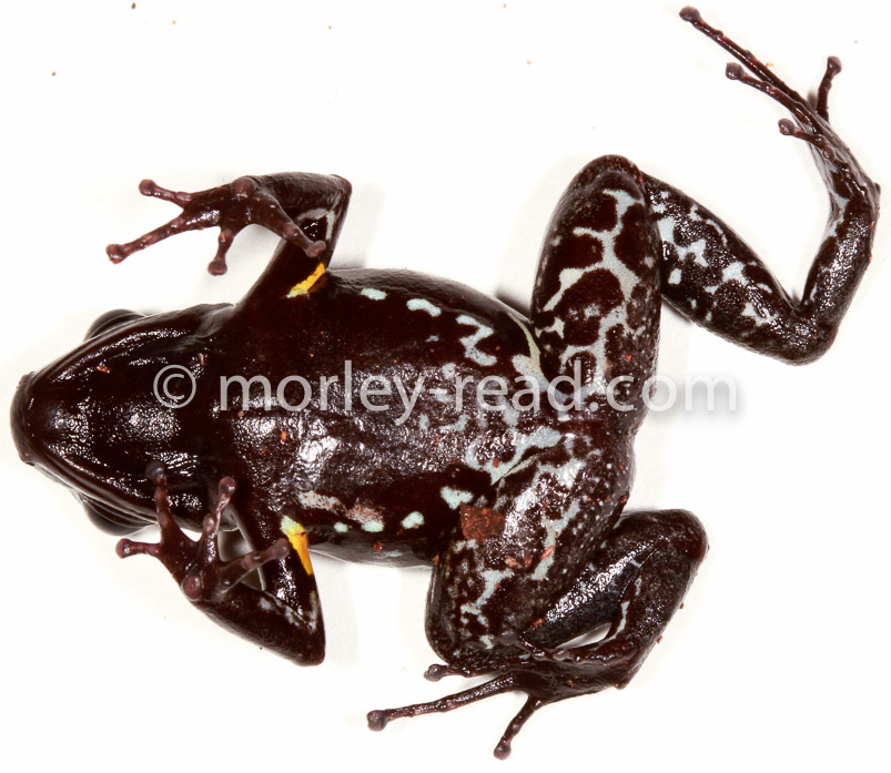 Allobates sp. 