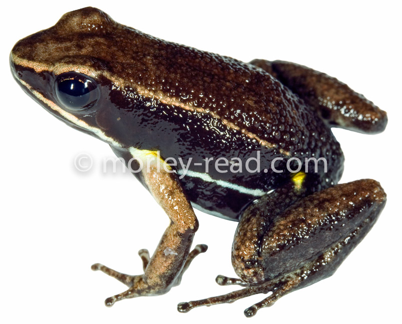 Allobates sp. 