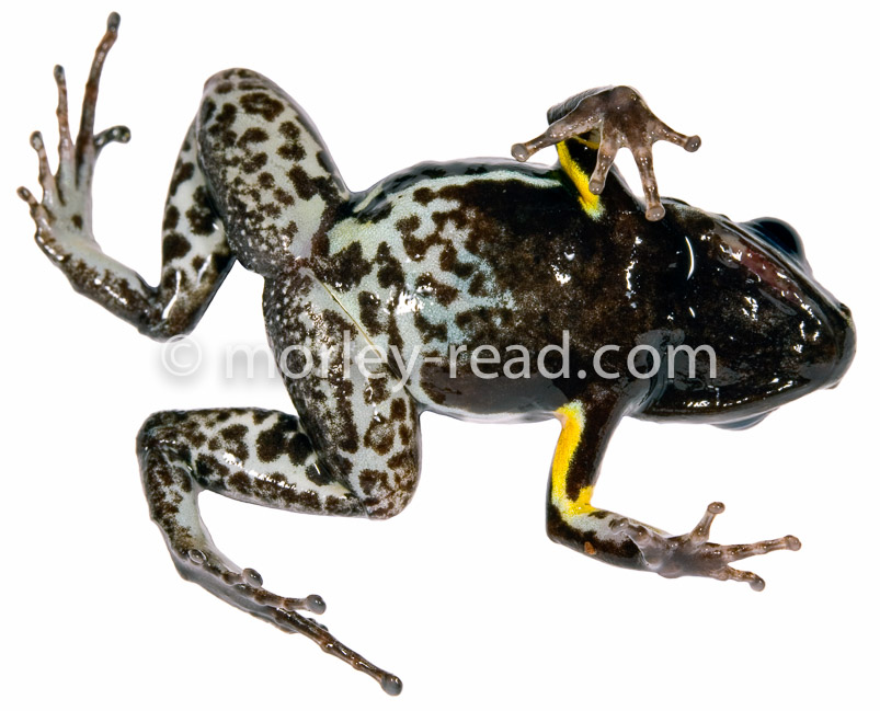 Allobates sp. 