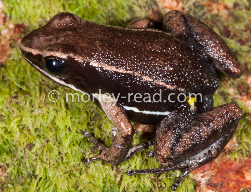 Allobates sp. 