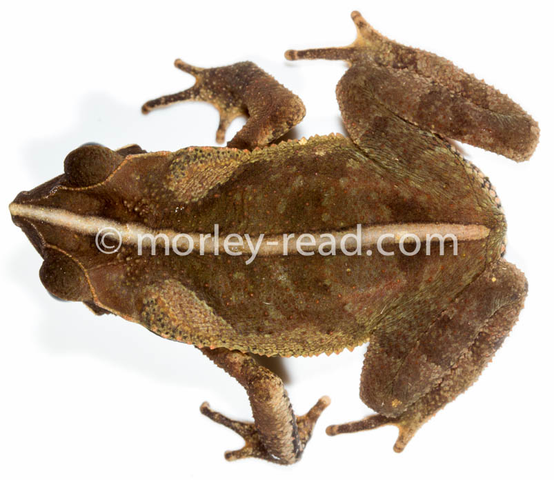 Rhinella margaritifera
