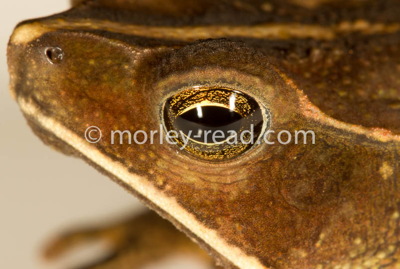 Rhinella margaritifera