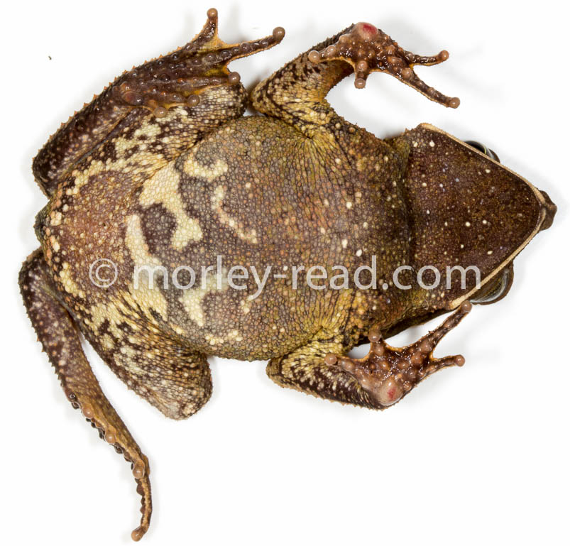 Rhinella margaritifera