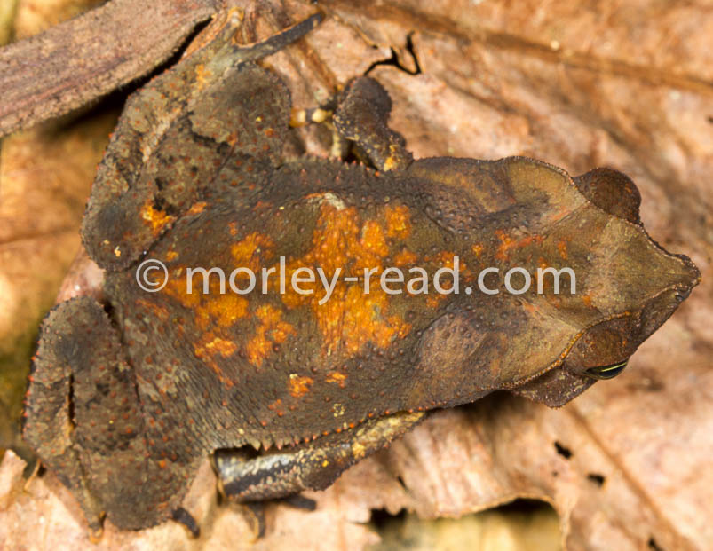 Rhinella margaritifera