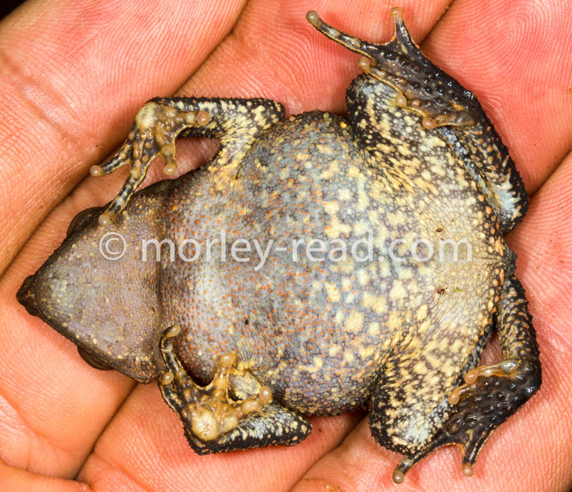 Rhinella margaritifera