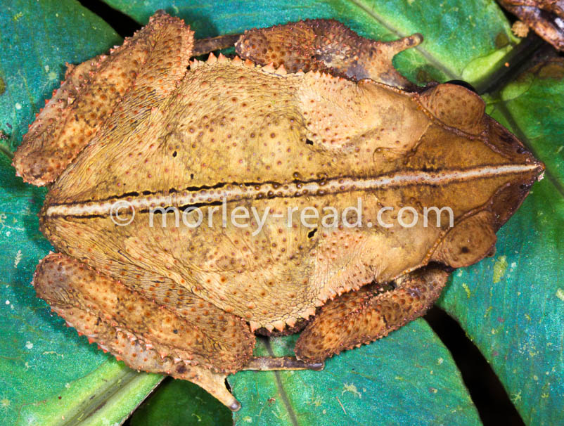 Rhinella margaritifera