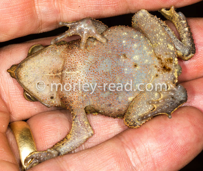 Rhinella margaritifera