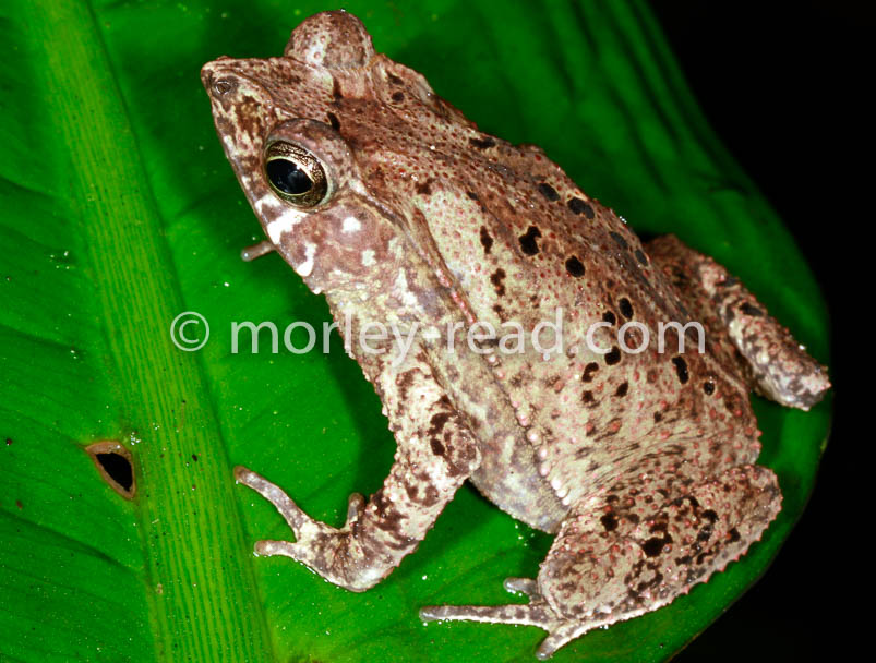 Rhinella margaritifera