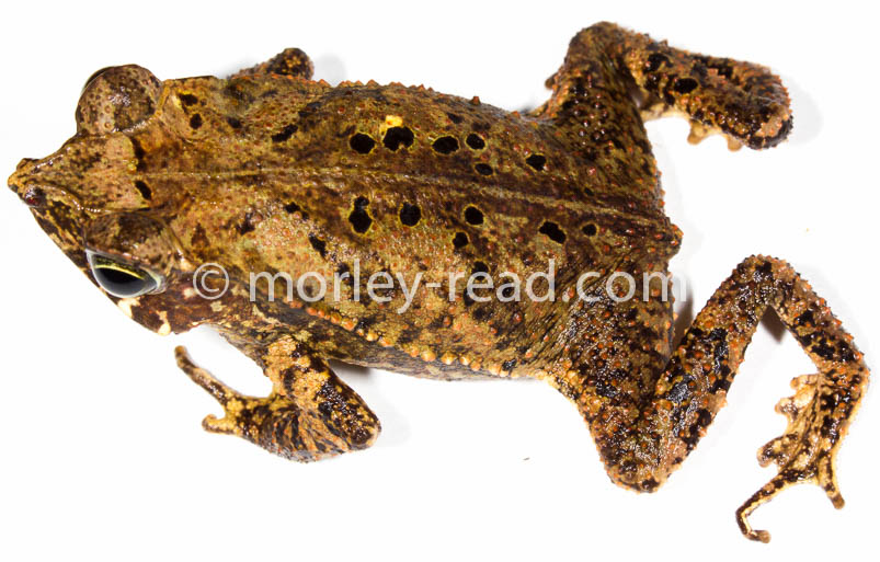 Rhinella margaritifera