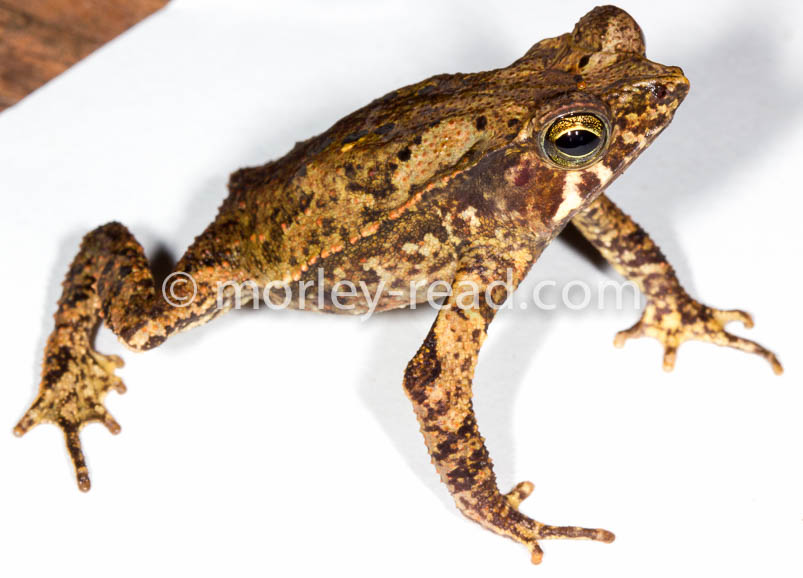 Rhinella margaritifera