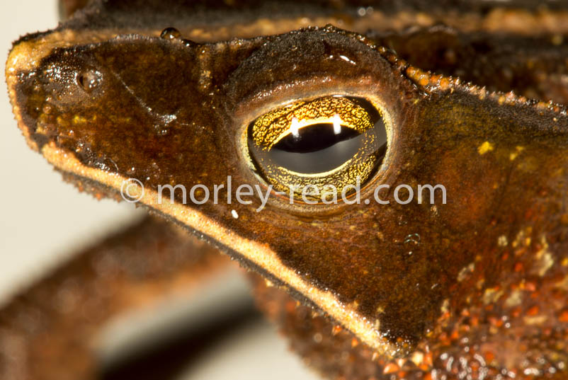 Rhinella margaritifera
