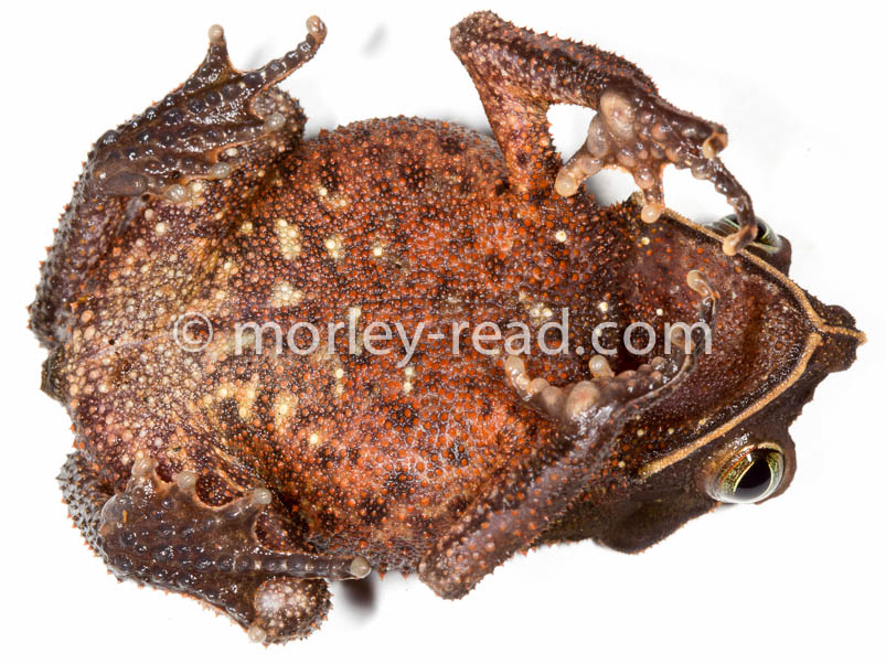Rhinella margaritifera