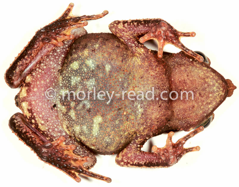 Rhinella margaritifera