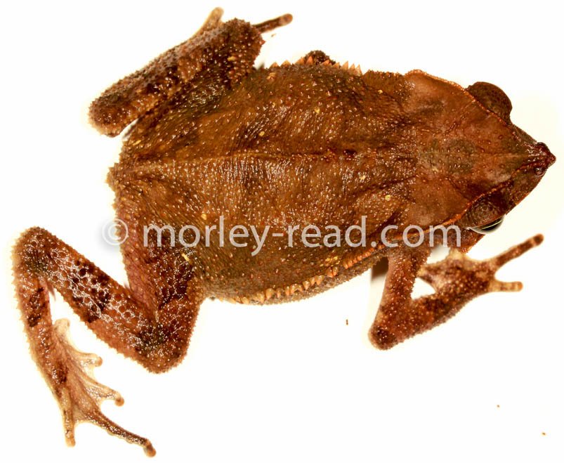 Rhinella margaritifera
