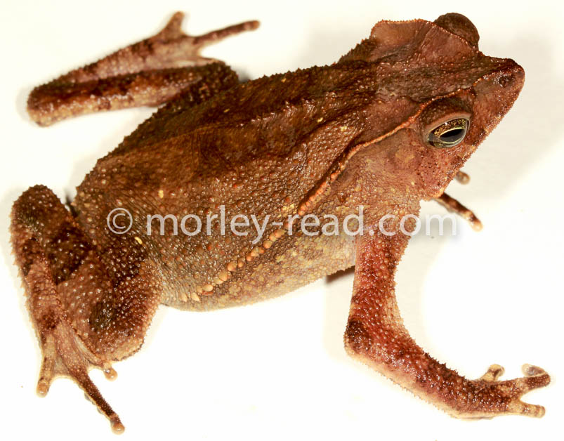 Rhinella margaritifera