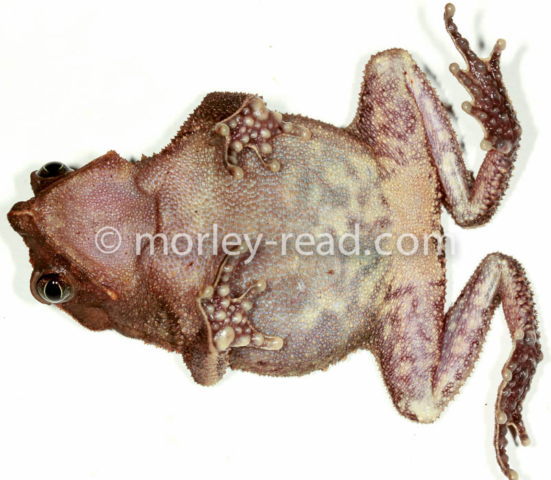 Rhinella margaritifera