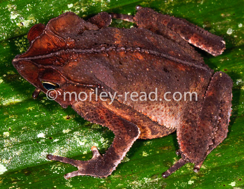 Rhinella margaritifera