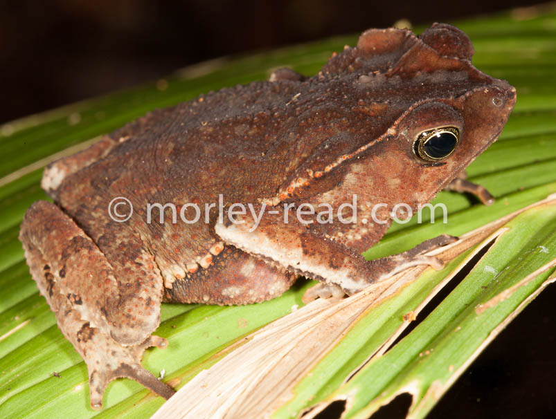 Rhinella margaritifera