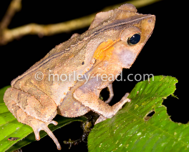 Rhinella margaritifera