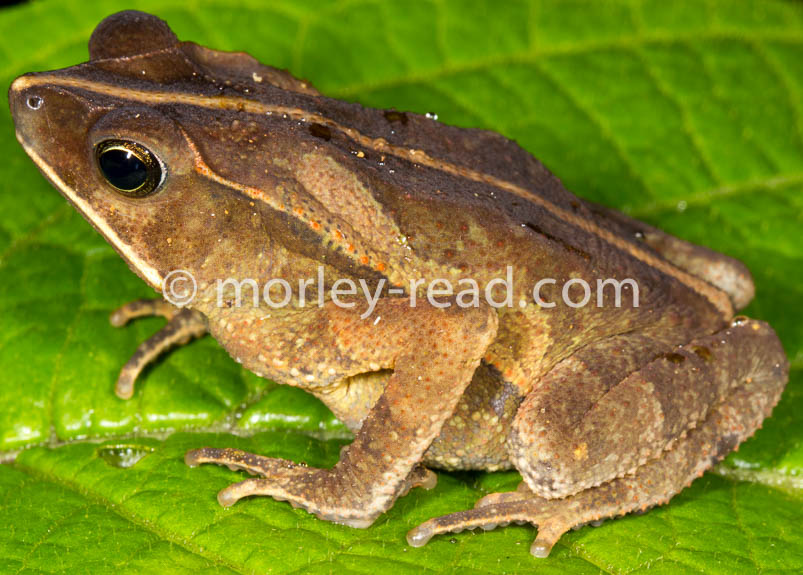Rhinella margaritifera