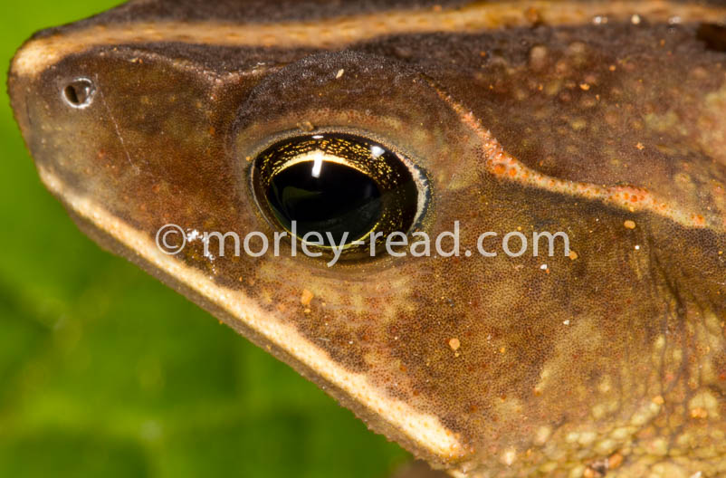 Rhinella margaritifera
