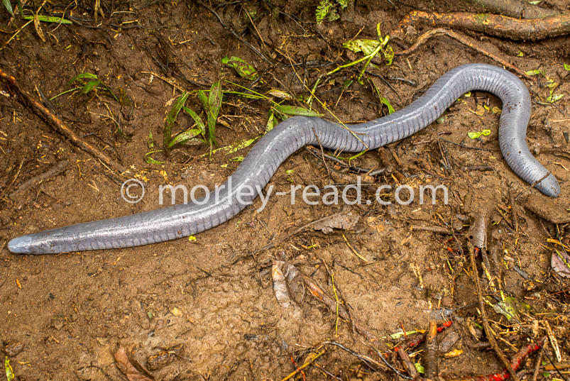 Caecilia tenticulata