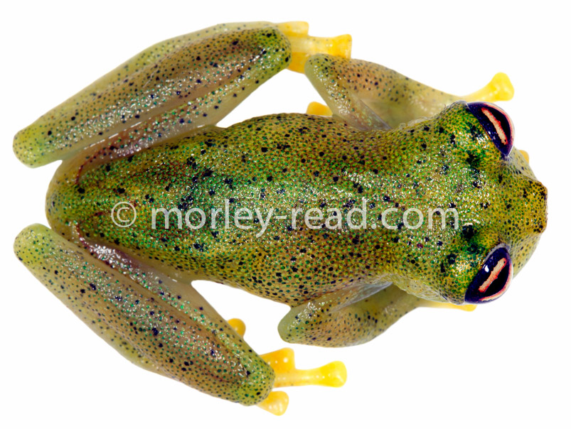 Chimerella mariaelenae