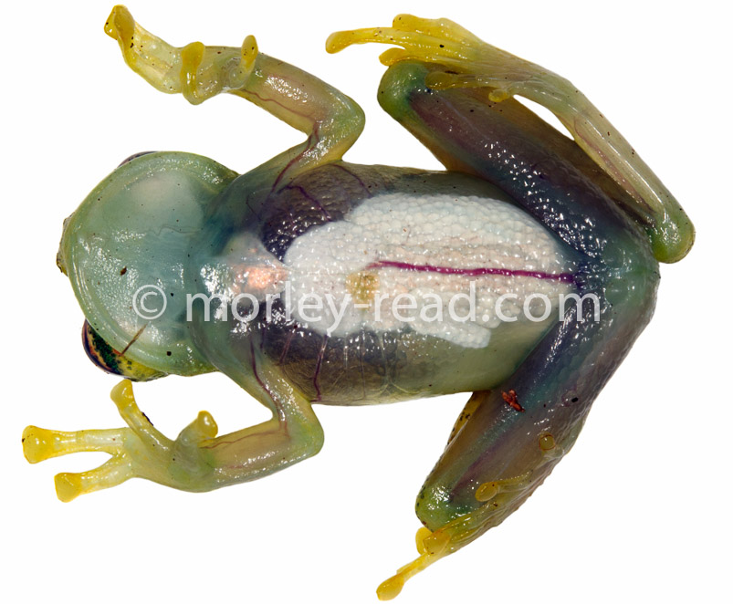 Chimerella mariaelenae
